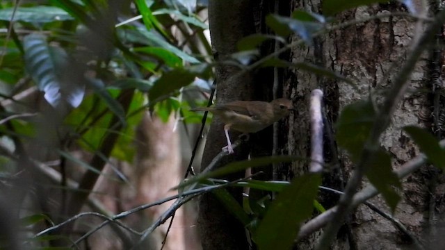 Large-billed Scrubwren - ML624019444