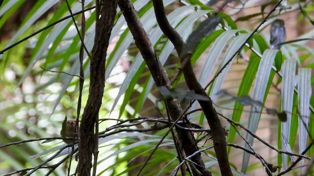 Large-billed Scrubwren - ML624019445