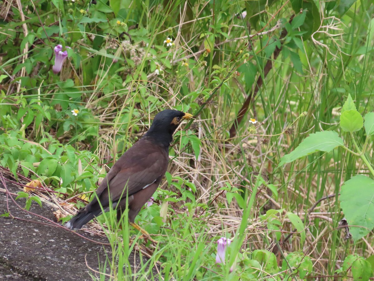 Common Myna - ML624019446