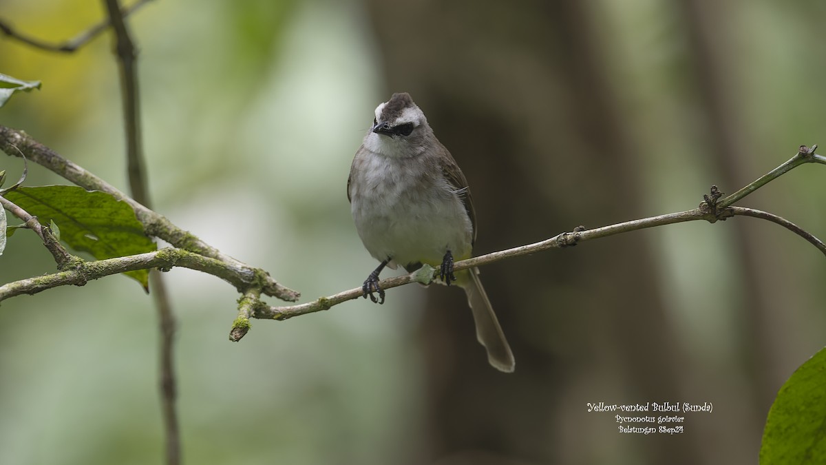 Yellow-vented Bulbul (Sunda) - ML624019447