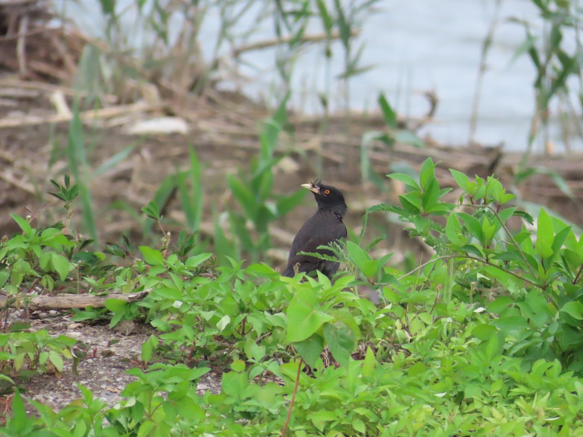 Crested Myna - ML624019448