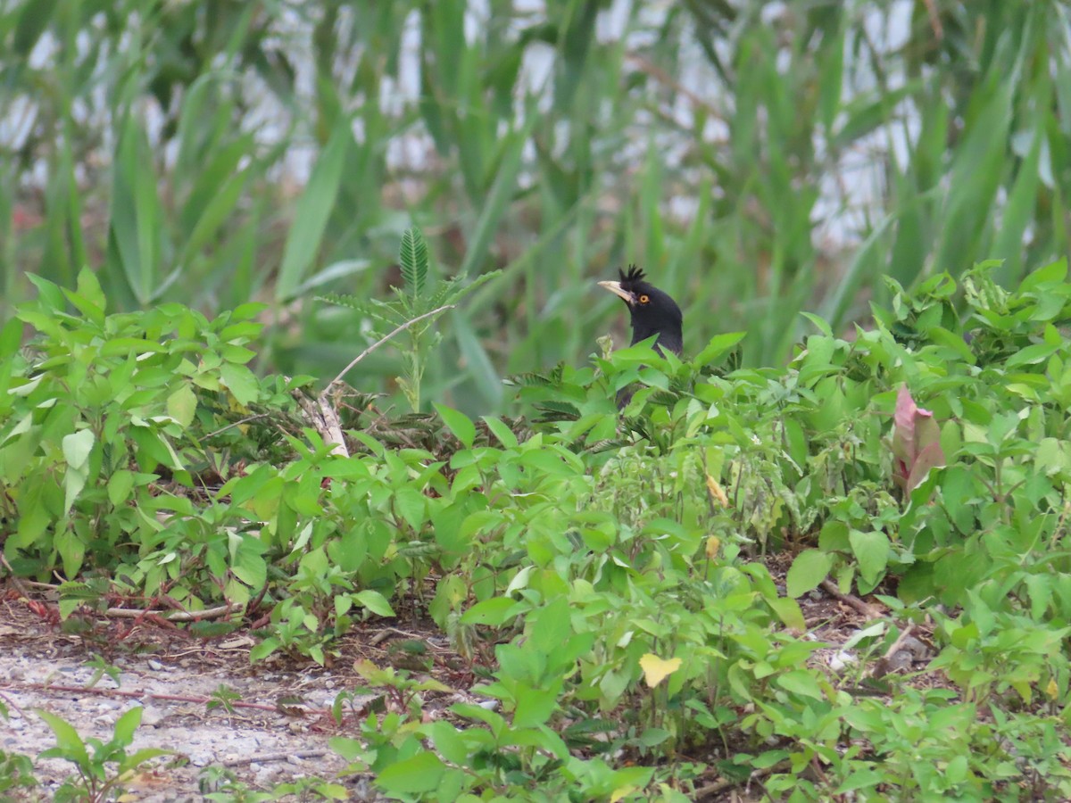 Crested Myna - ML624019449