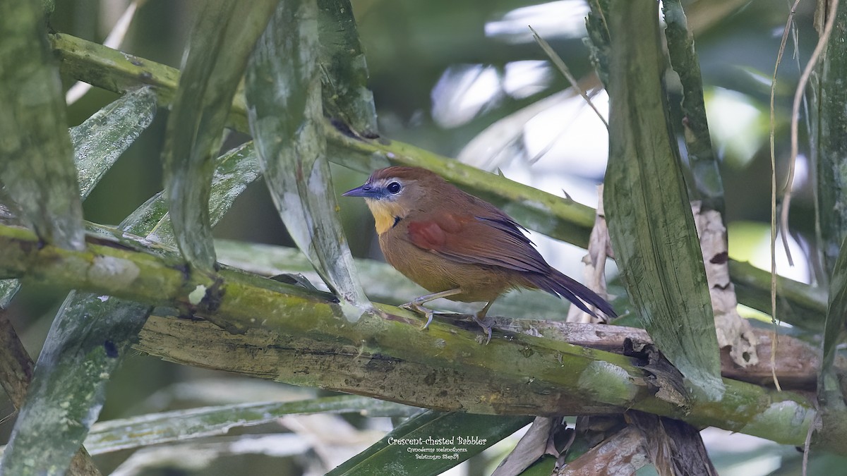 Crescent-chested Babbler - ML624019450