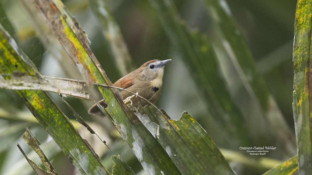 Crescent-chested Babbler - ML624019451