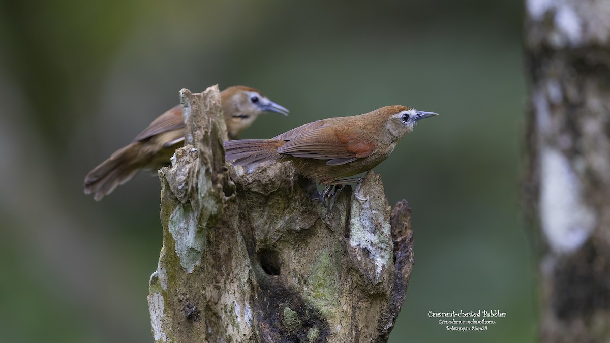 Crescent-chested Babbler - ML624019452