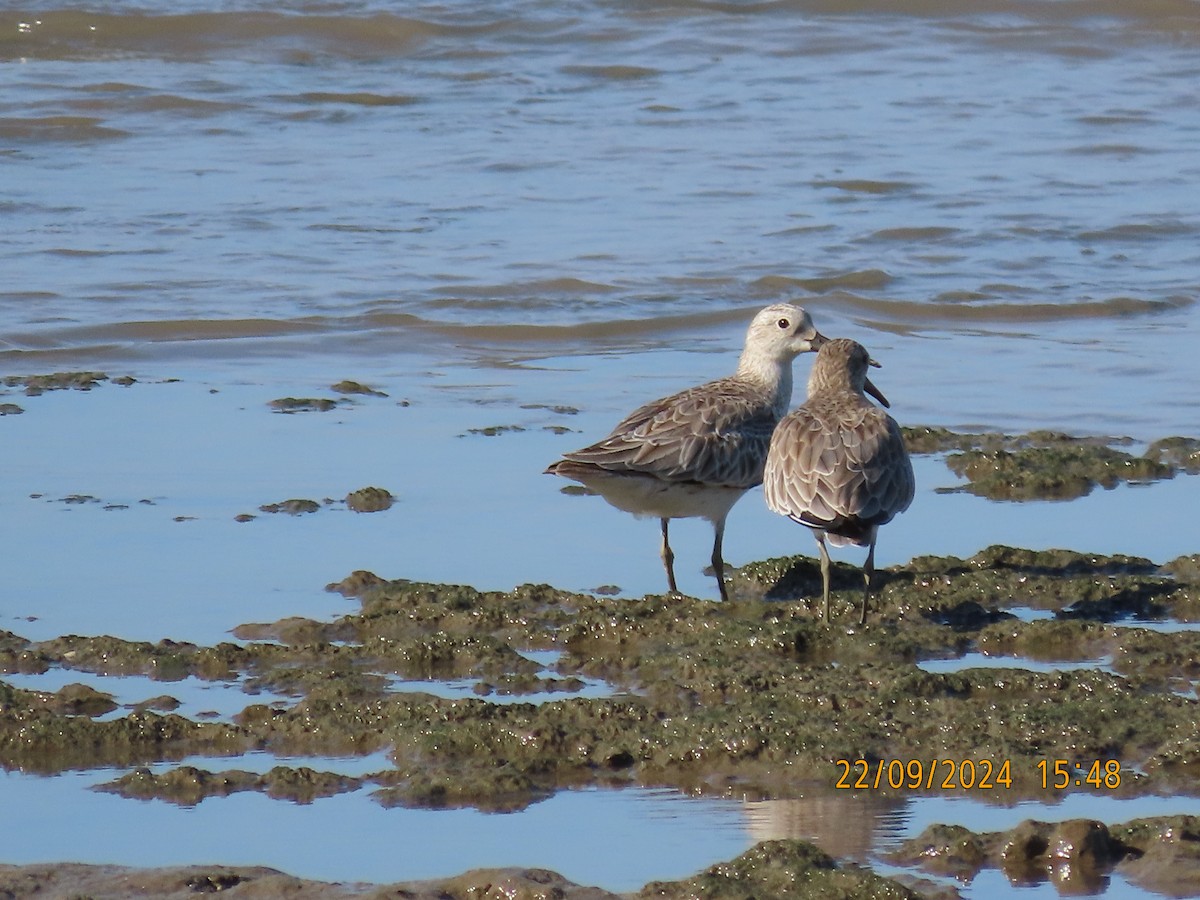 Bar-tailed Godwit - ML624019453