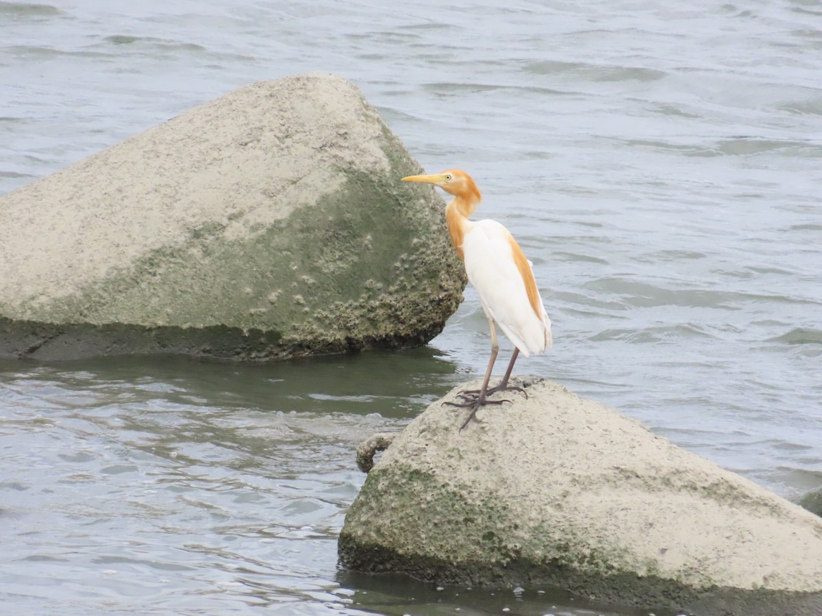 Eastern Cattle Egret - ML624019454