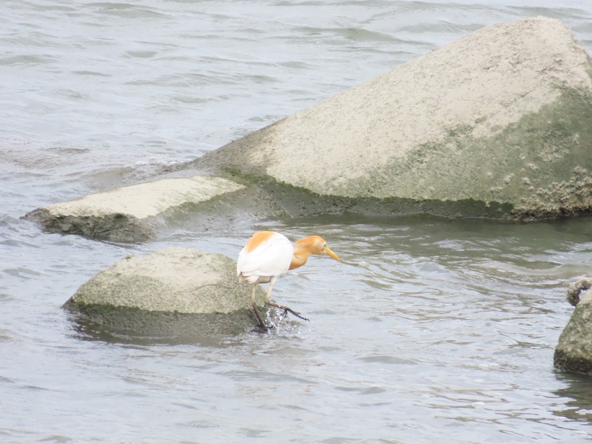 Eastern Cattle Egret - ML624019455