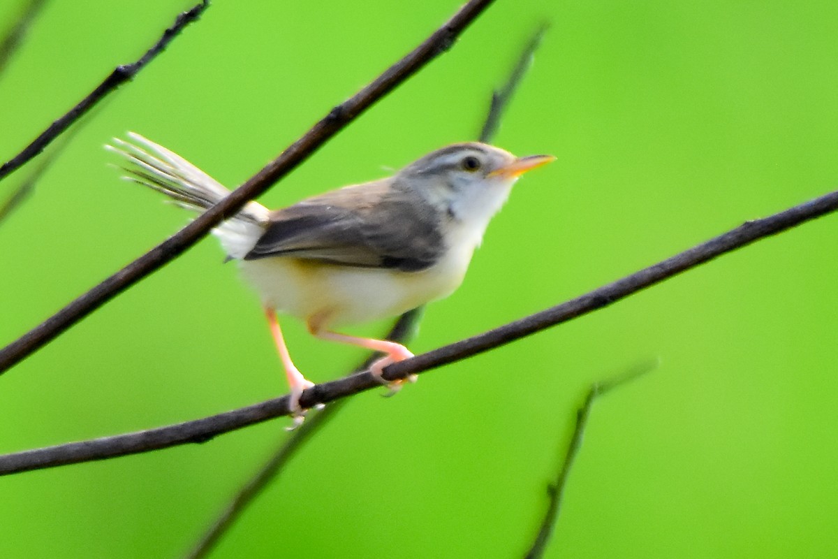 Ashy Prinia - ML624019456