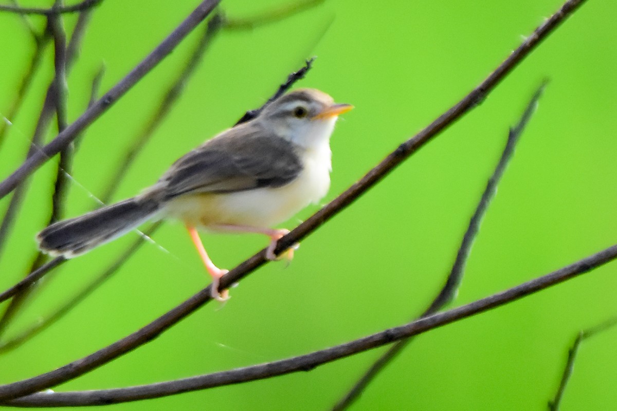 Ashy Prinia - ML624019457