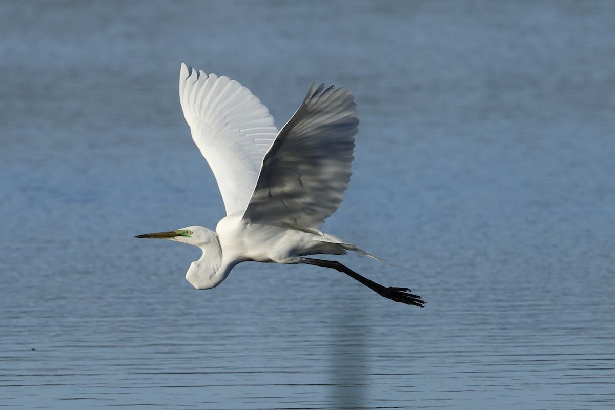 Little Egret - ML624019458