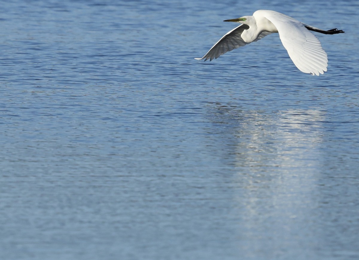 Little Egret - Kevin McLeod