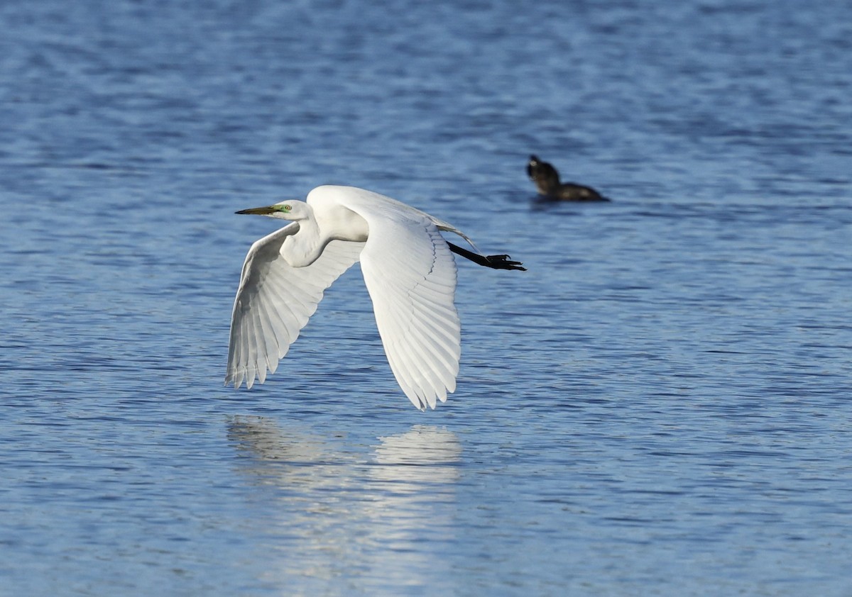 Little Egret - ML624019460