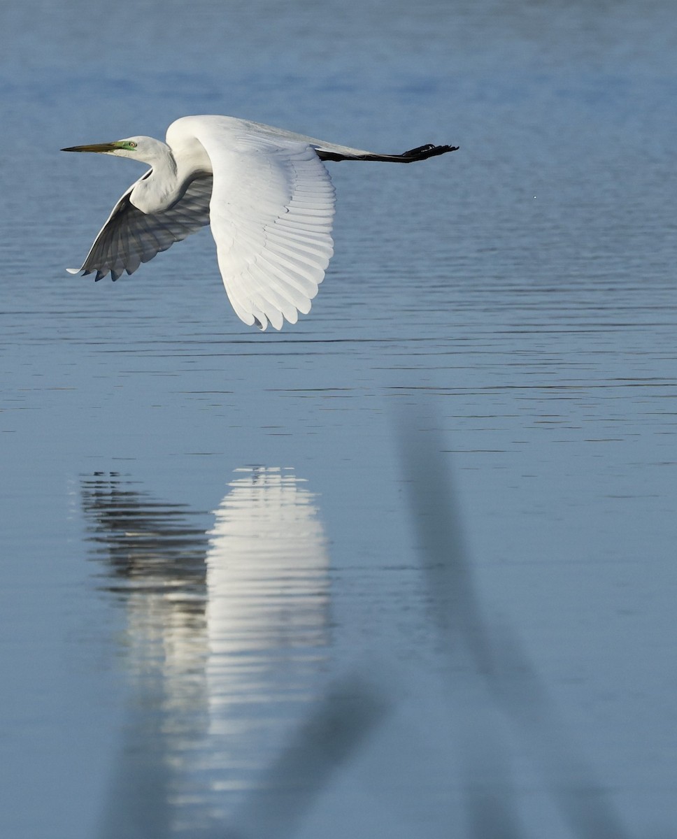 Little Egret - ML624019462