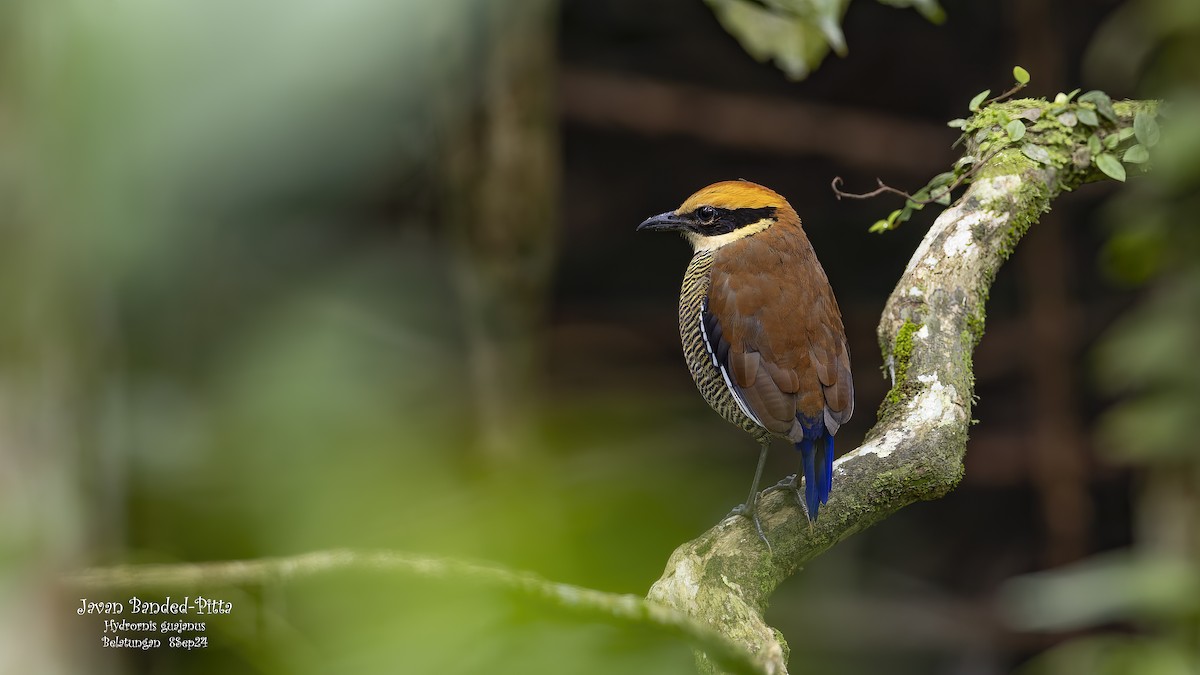 Javan Banded-Pitta - ML624019463