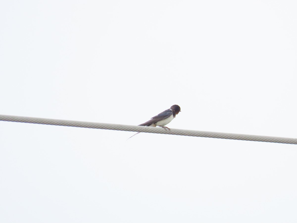 Barn Swallow - ML624019464