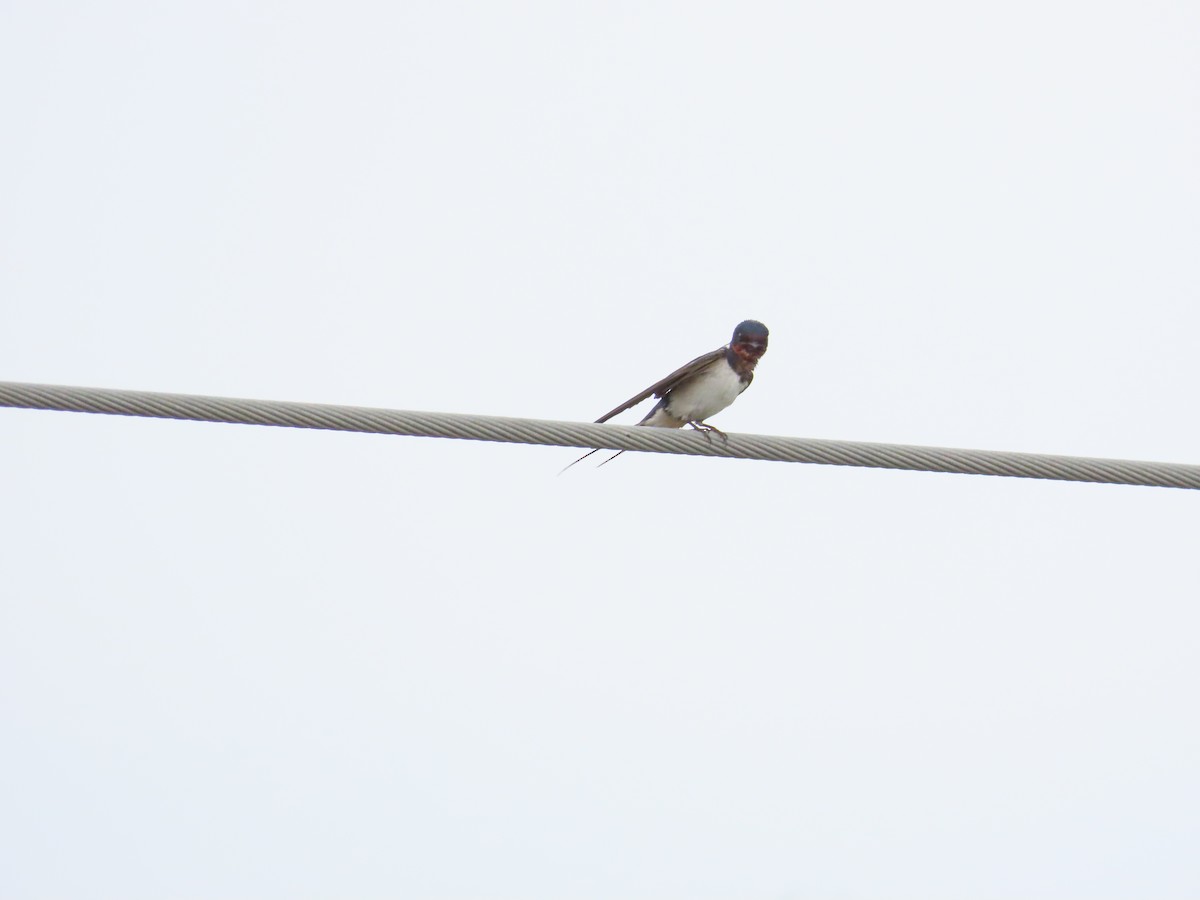 Barn Swallow - ML624019465