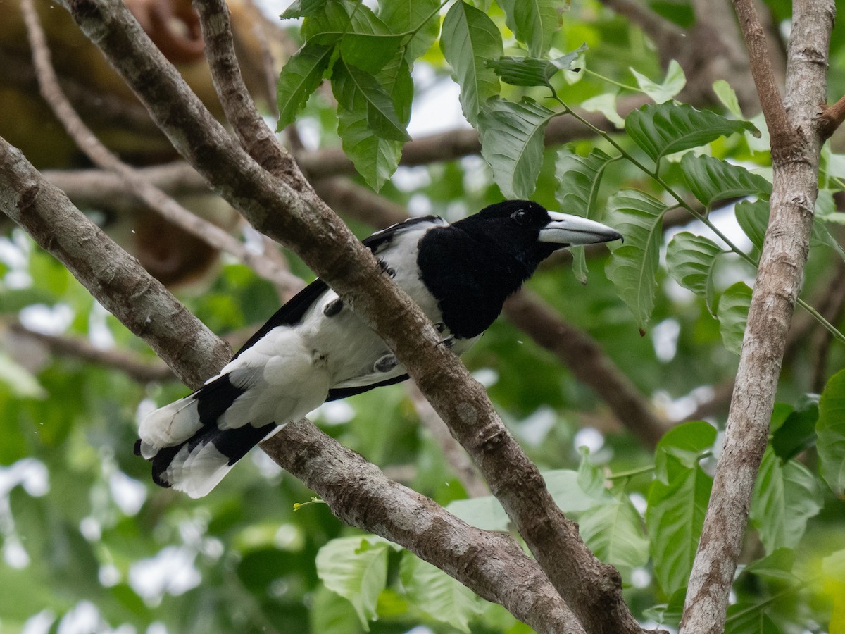 Hooded Butcherbird - ML624019471