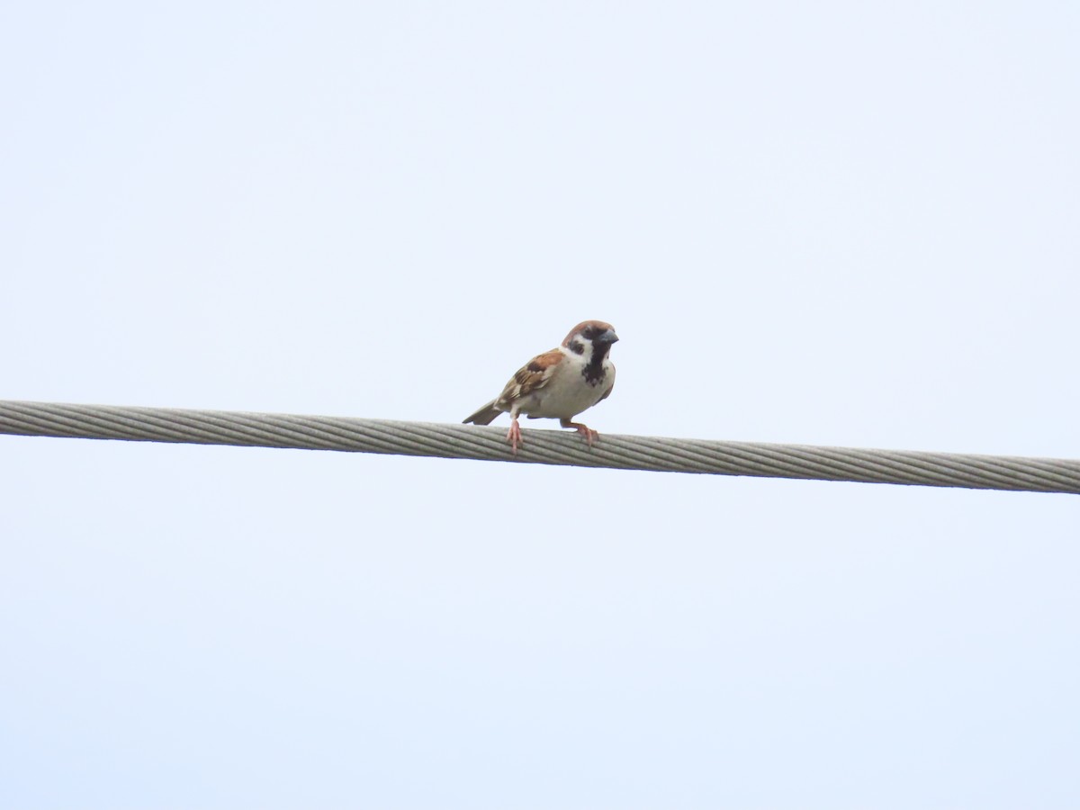 Eurasian Tree Sparrow - ML624019473