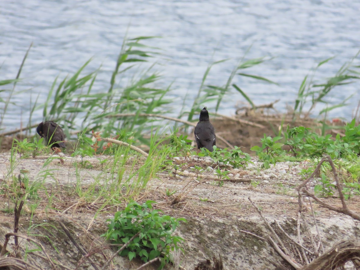 Crested Myna - ML624019479