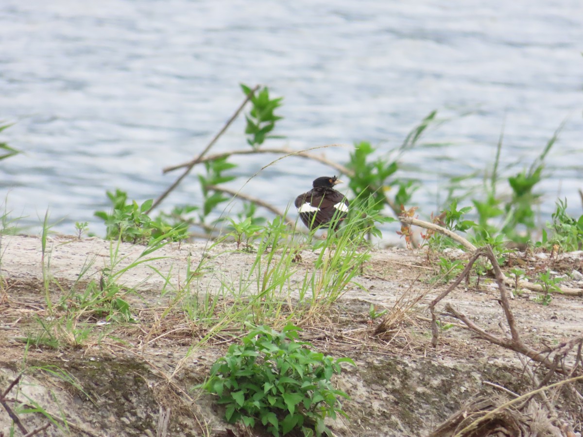 Crested Myna - ML624019480