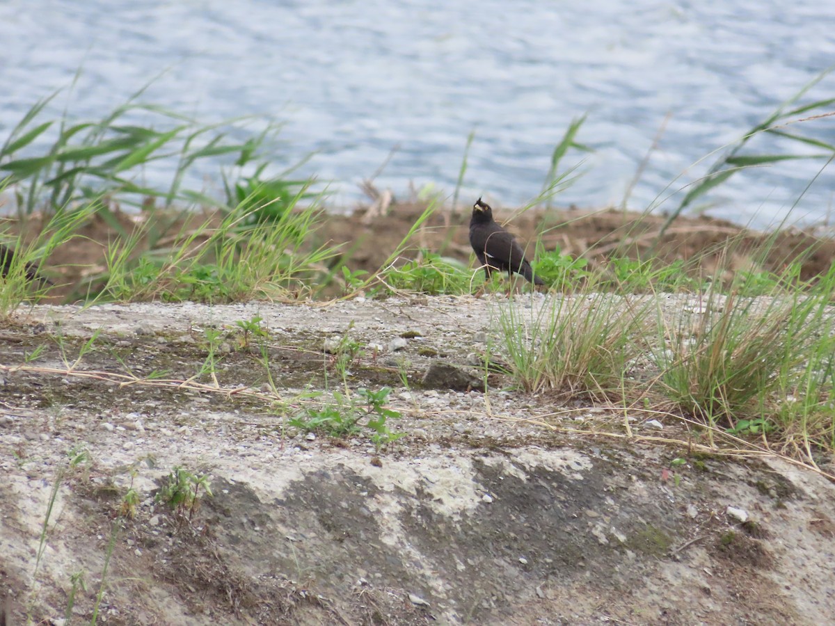 Crested Myna - ML624019481