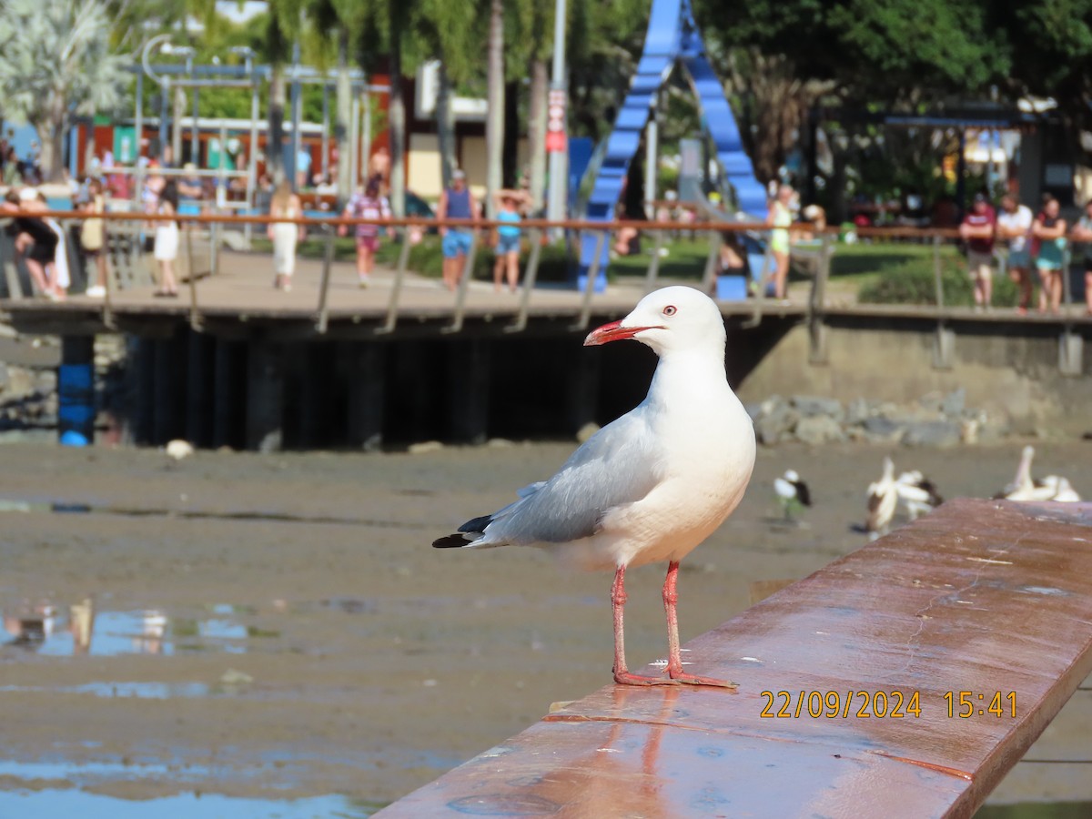 Gaviota Plateada - ML624019482