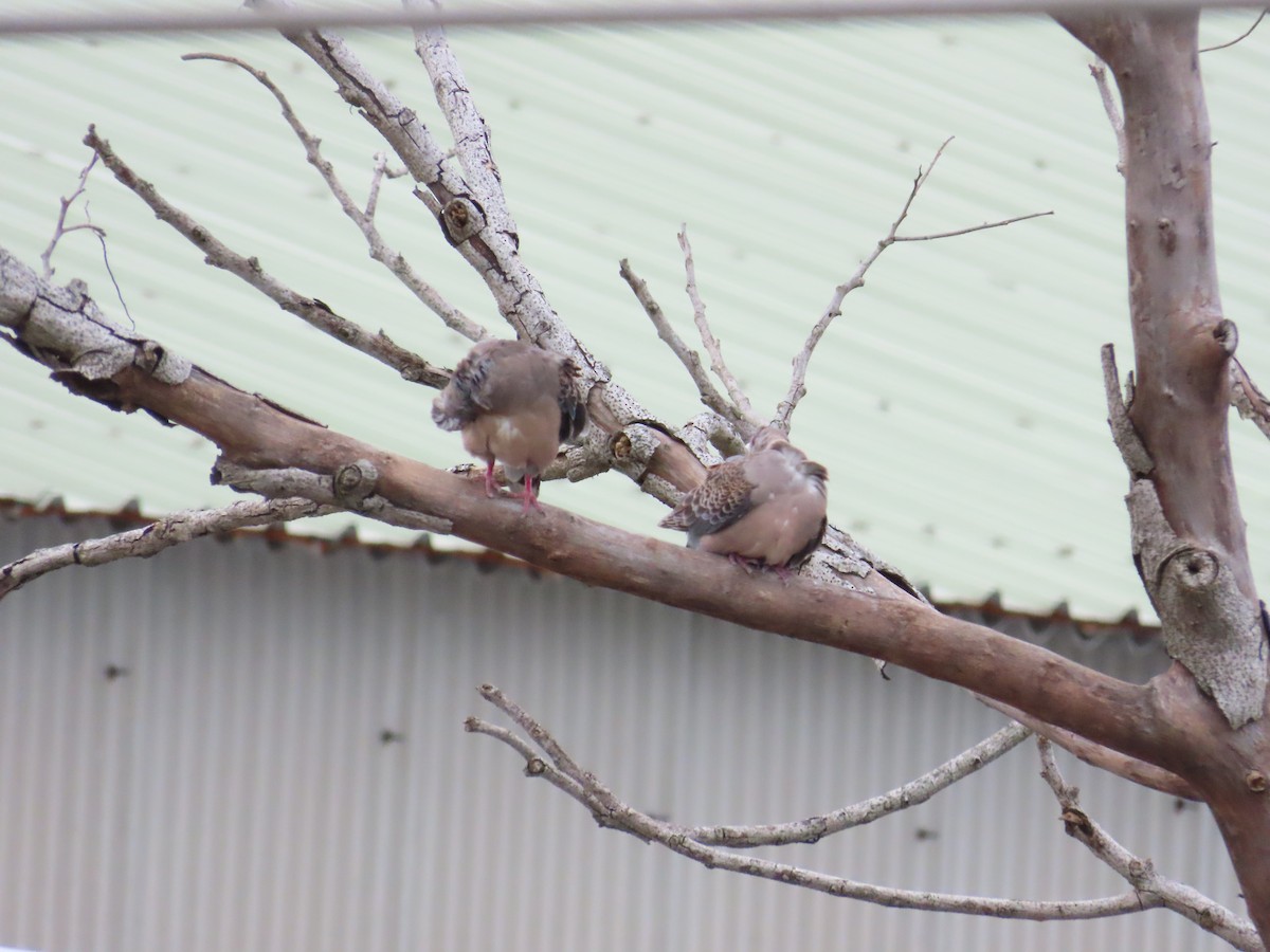 Oriental Turtle-Dove - 韋勳 陳