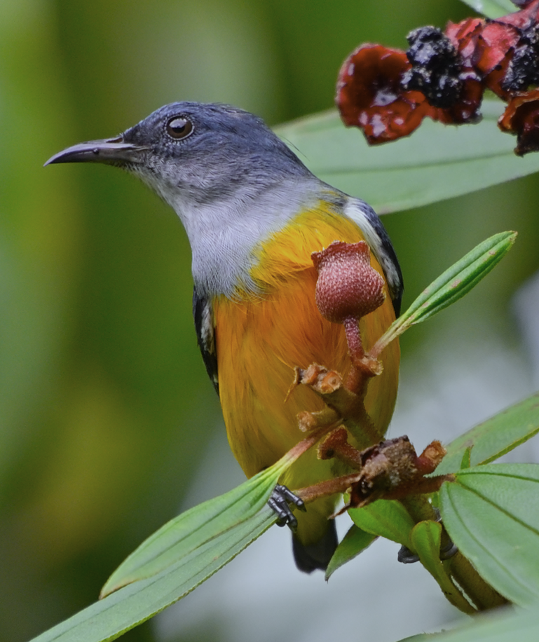 Orange-bellied Flowerpecker - ML624019489