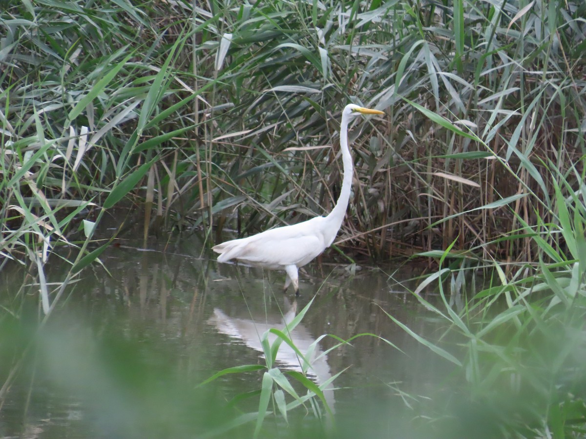 Great Egret - ML624019490