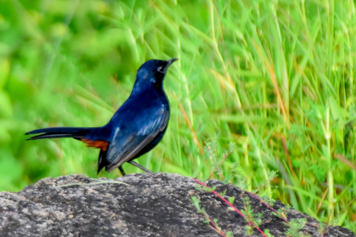 Oriental Magpie-Robin - Krishnamoorthy Muthirulan