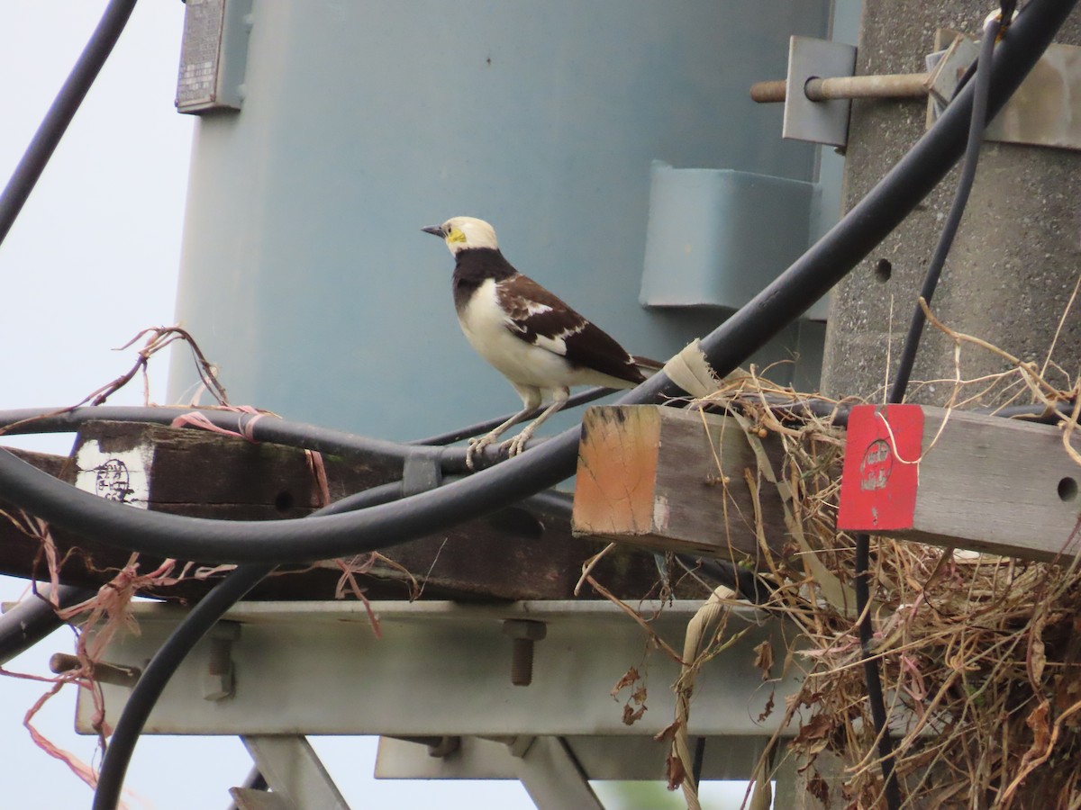 Black-collared Starling - ML624019494