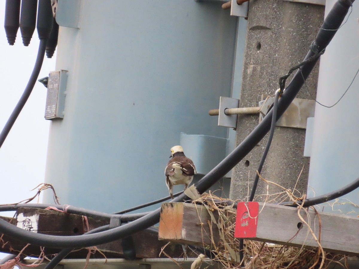 Black-collared Starling - ML624019495