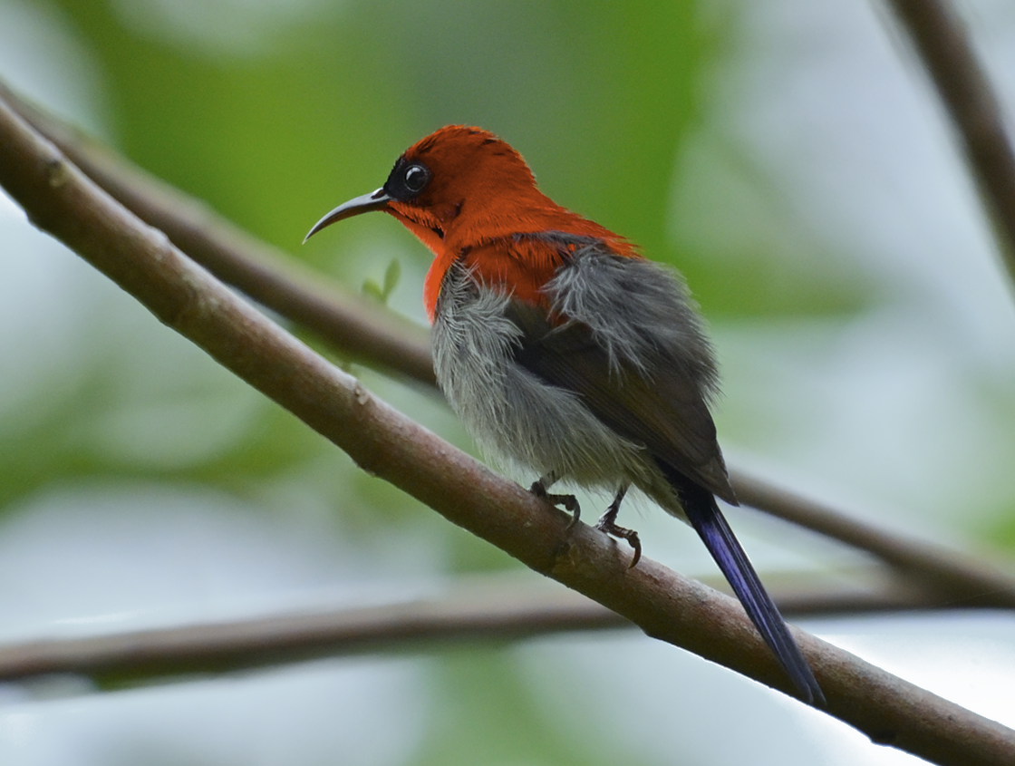 Karmesinnektarvogel - ML624019496