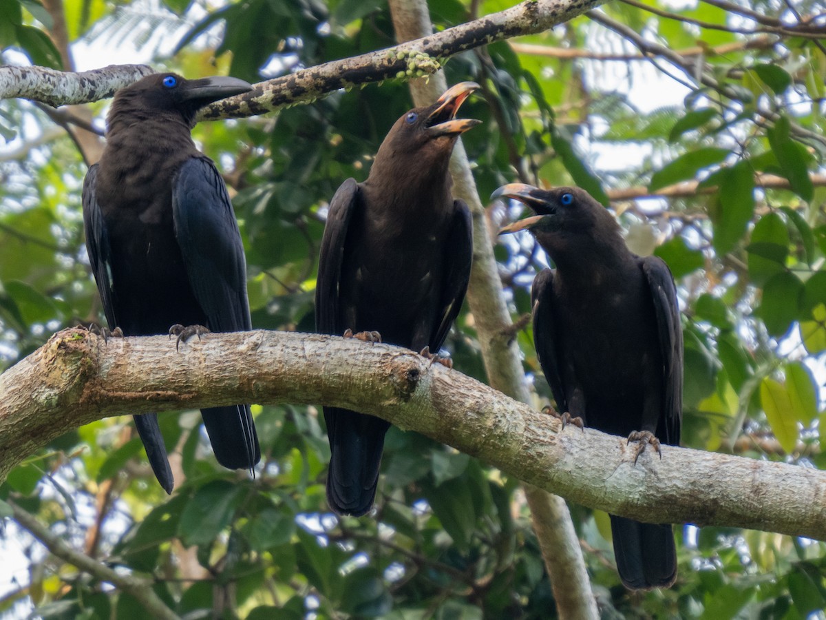 Brown-headed Crow - ML624019497