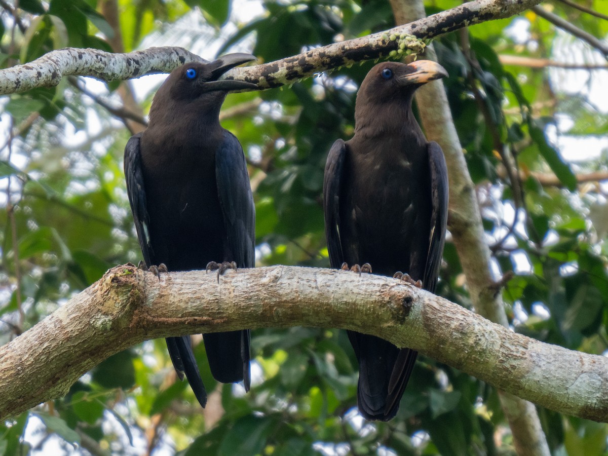 Brown-headed Crow - ML624019498