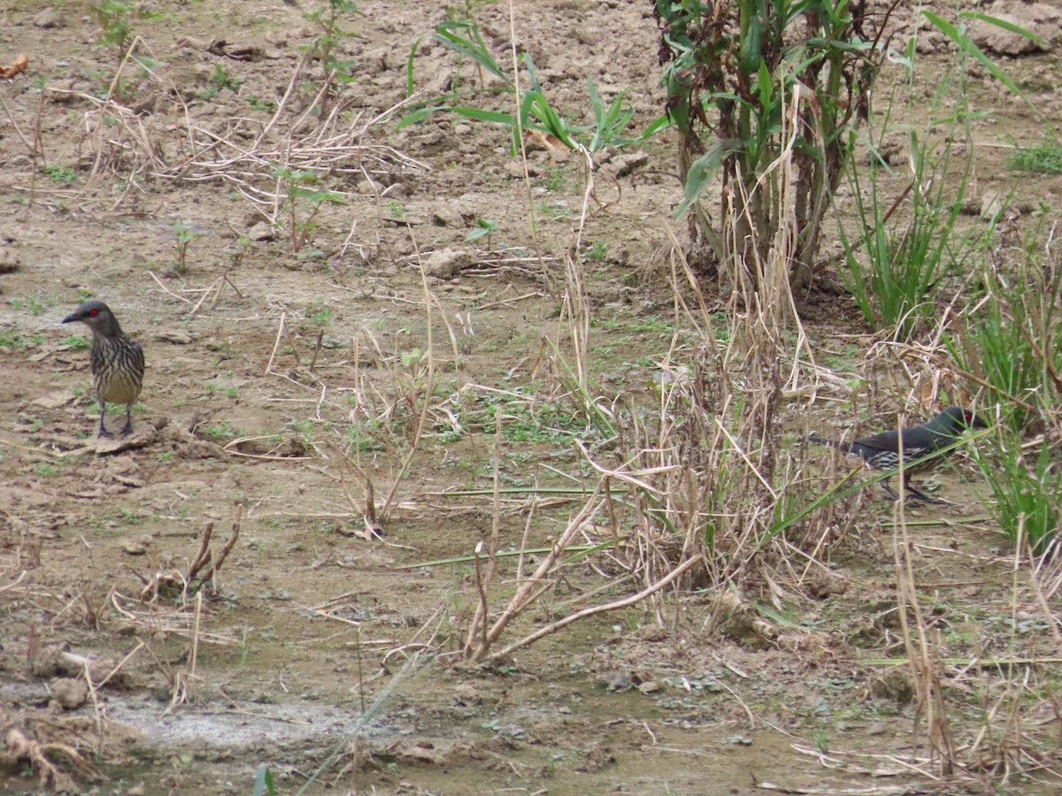 Asian Glossy Starling - ML624019499