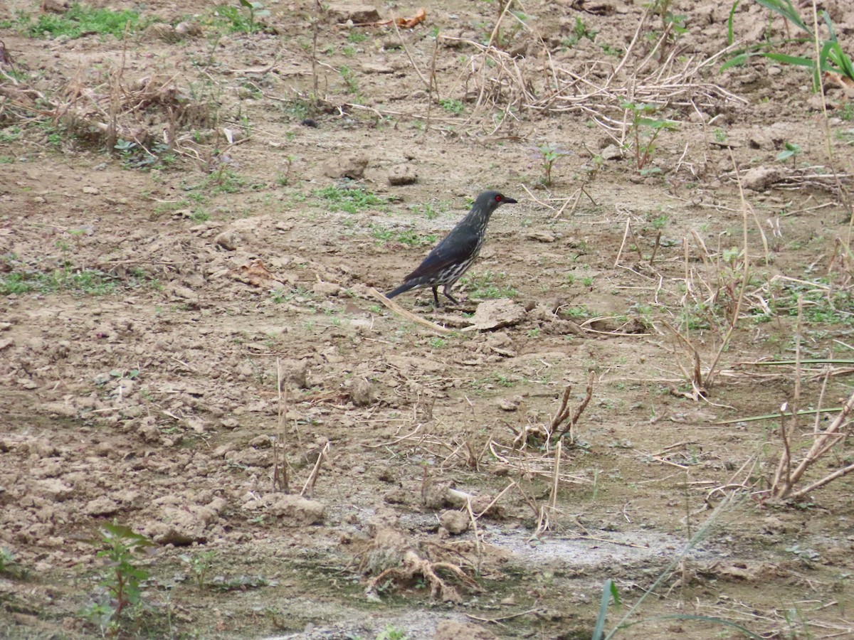 Asian Glossy Starling - 韋勳 陳