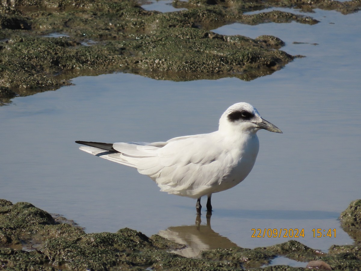 Australian Tern - ML624019501