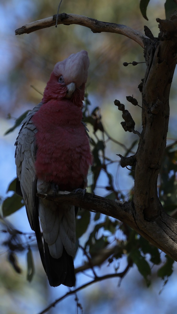 Galah - ML624019503