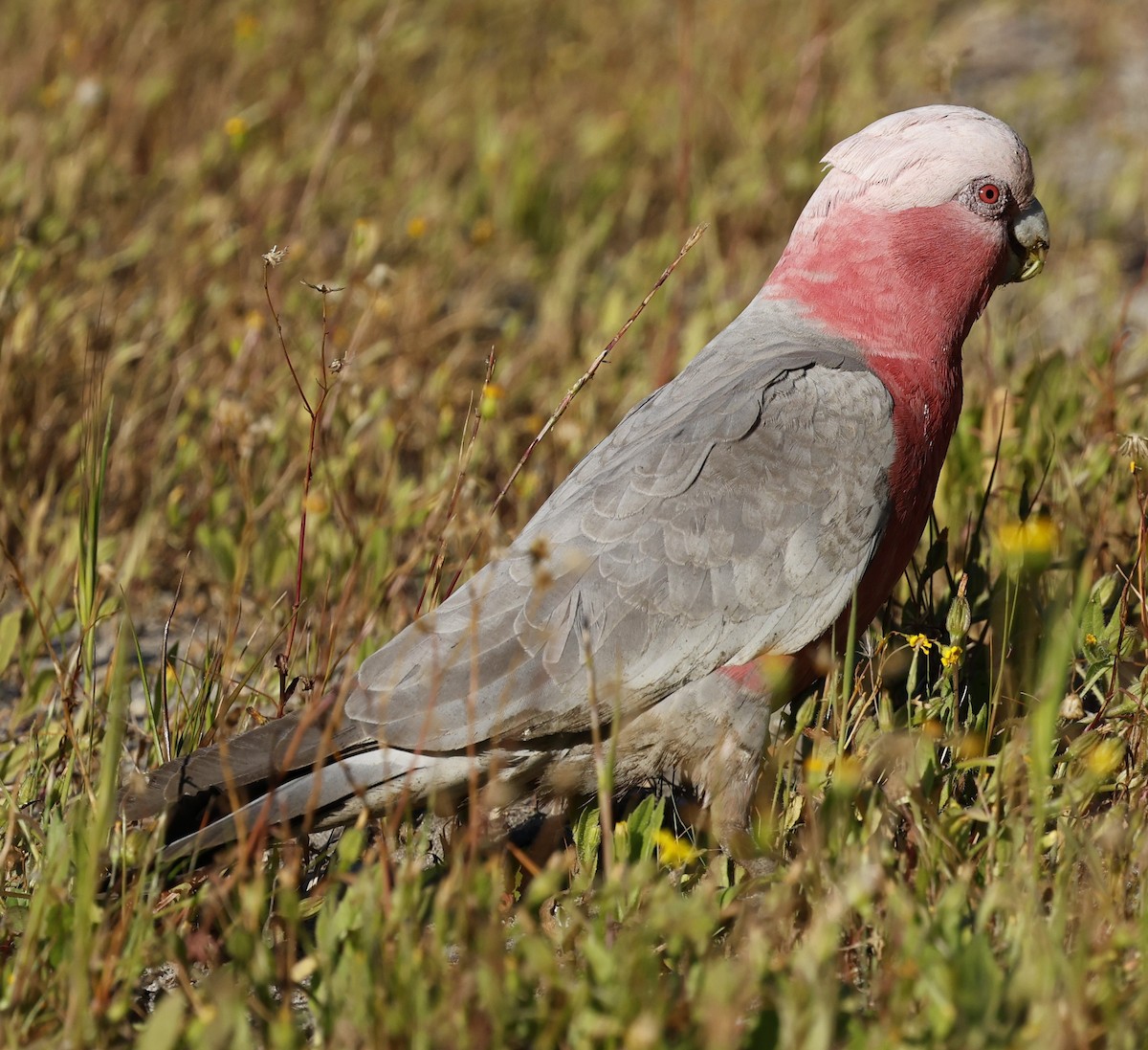 Galah - ML624019504