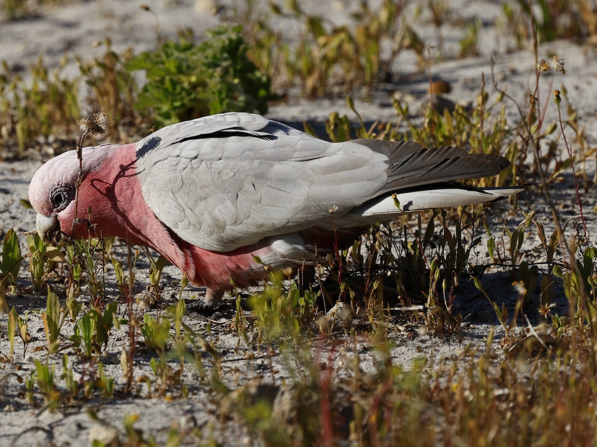 Cacatúa Galah - ML624019505