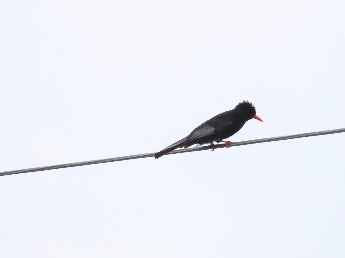 Black Bulbul - ML624019507