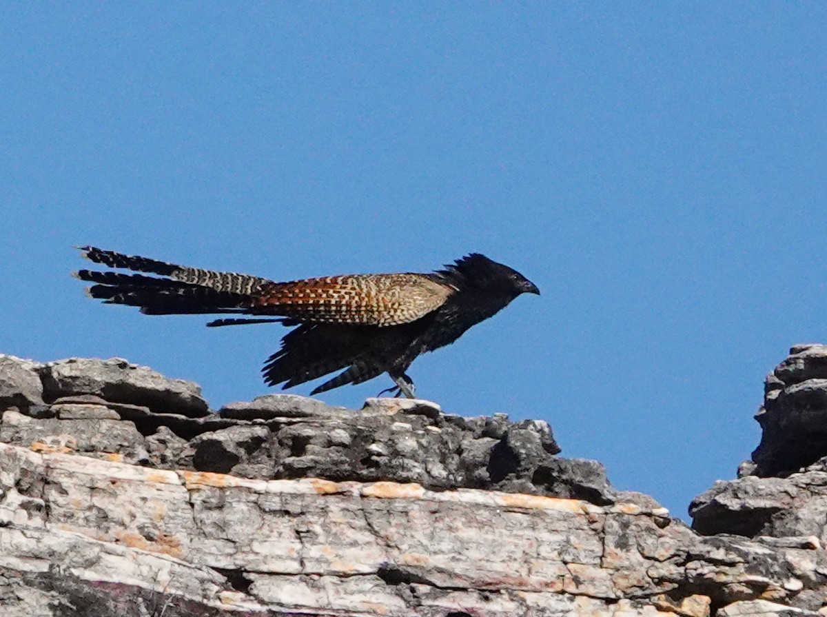 Pheasant Coucal - ML624019508