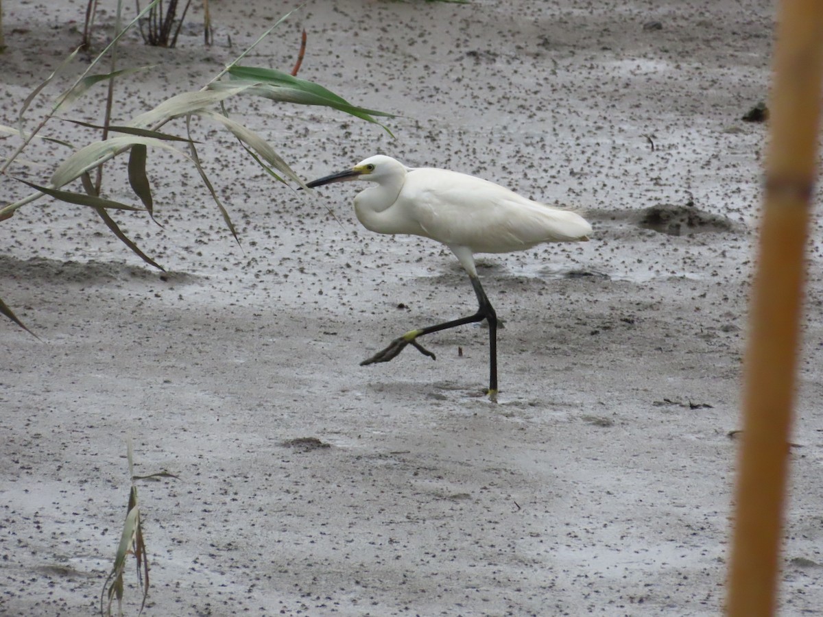 Little Egret - ML624019509