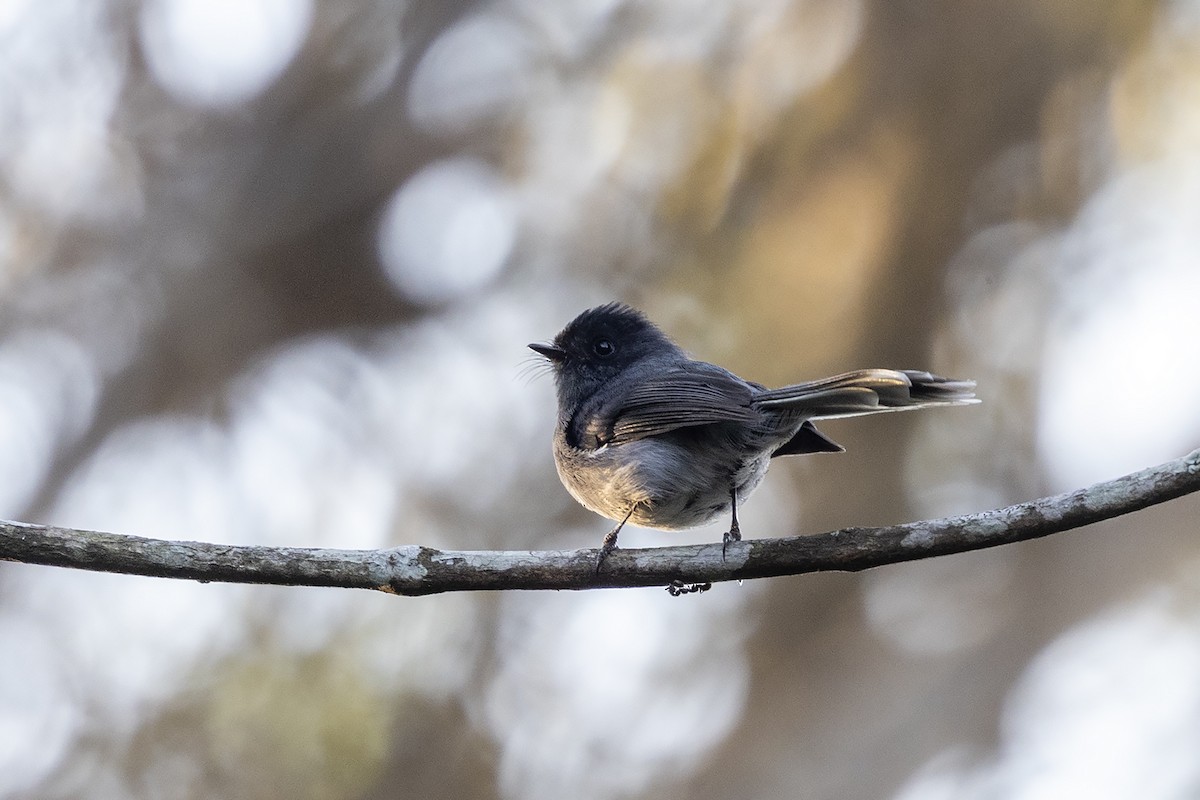 White-tailed Crested Flycatcher - ML624019510