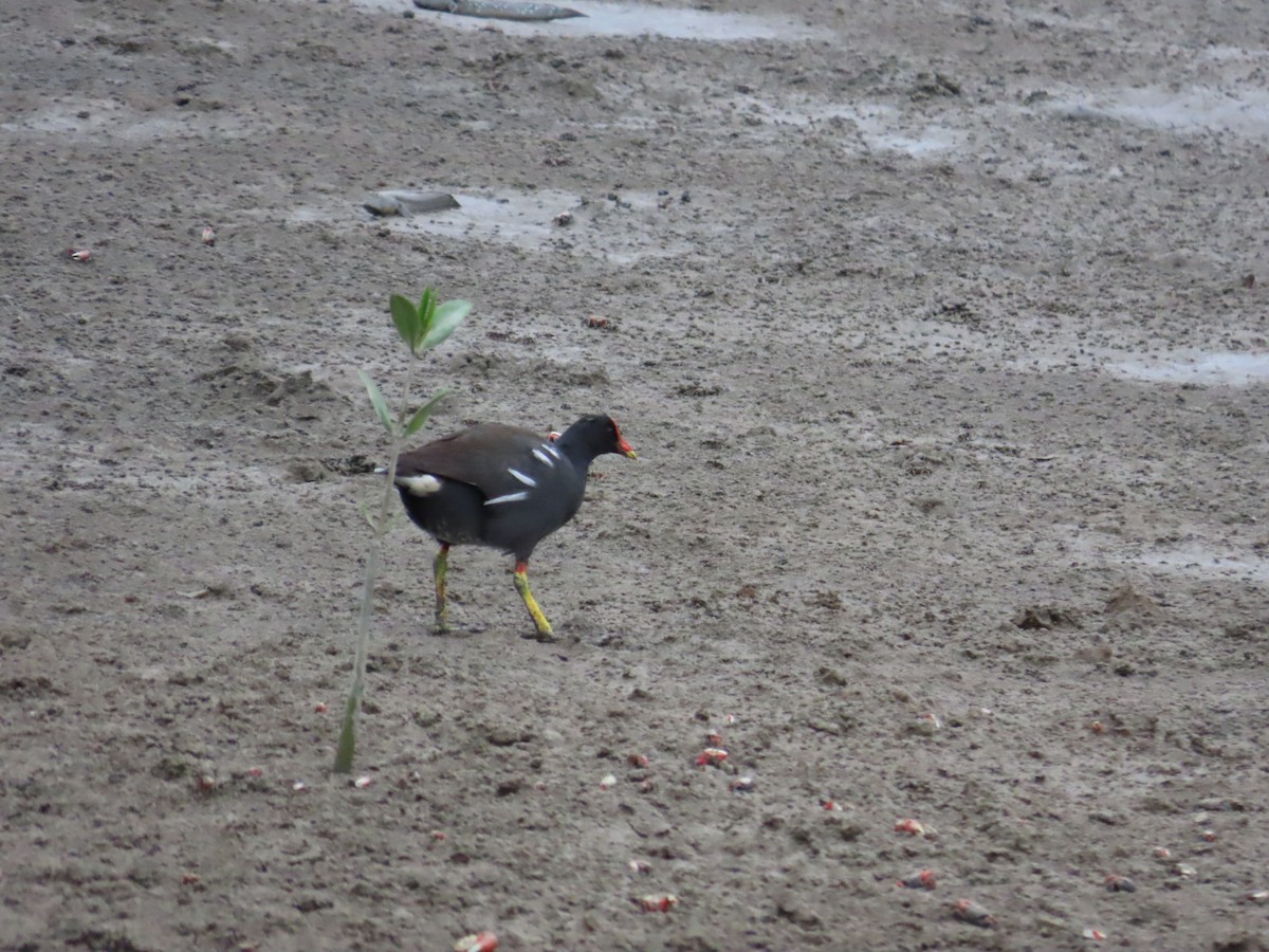 Eurasian Moorhen - 韋勳 陳