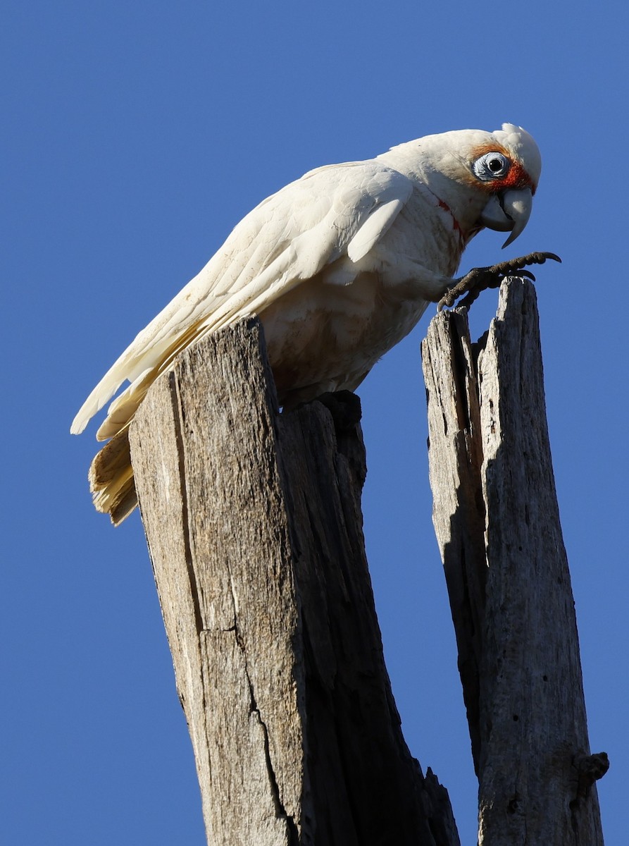 Long-billed Corella - ML624019512