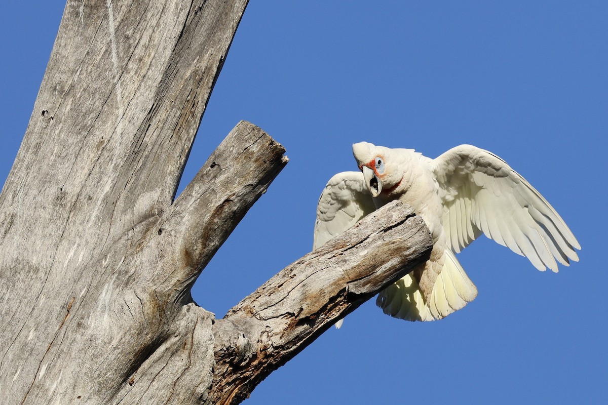 Long-billed Corella - ML624019515