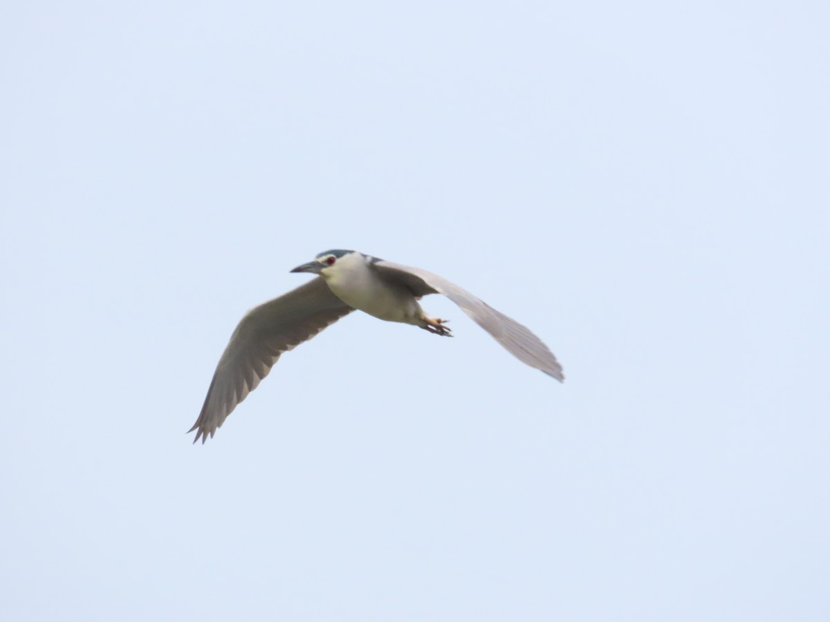 Black-crowned Night Heron - ML624019517